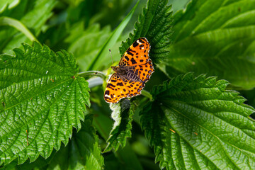 A closeup of a map butterfly Araschnia levana with open wings