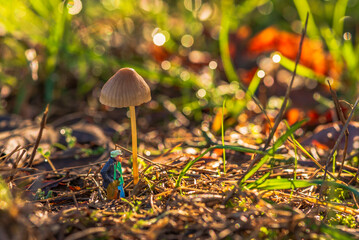 Staging of a couple of figurines walking in the forest to pick mushrooms in the autumn season.
