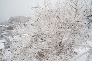 Branches covered with a crust of ice after icy rain. Natural disaster.