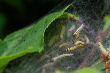 Group of Larvae of Bird-cherry ermine Yponomeuta evonymella pupate in tightly packed communal, white web on a tree trunk and branches among green leaves in summer