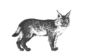 Lynx. Doodle sketch. Vintage vector illustration. © eestingnef