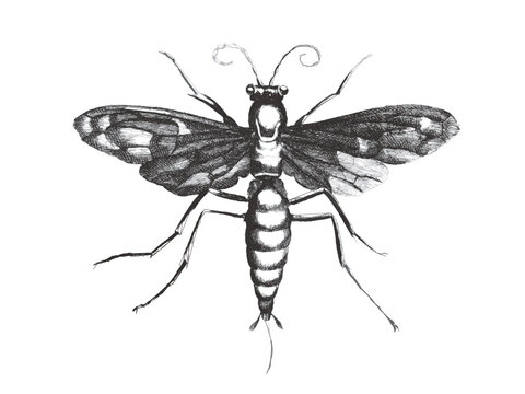 Spider wasp (Sphex atrox). Doodle sketch. Vintage vector illustration.