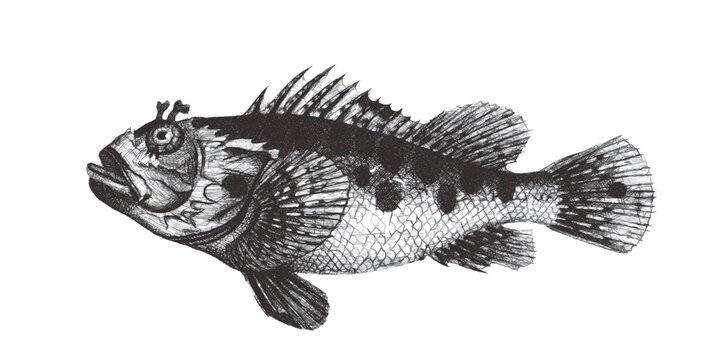 Scorpionfish (Scorpaena Rufous). Doodle sketch. Vintage vector illustration.