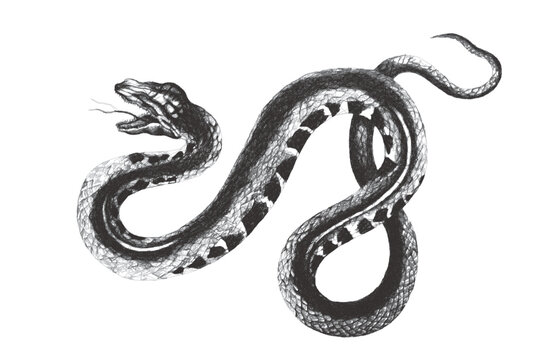 Water Viper (Agkistrodon piscivorus). Doodle sketch. Vintage vector illustration.