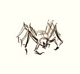 Pencil drawing. Dangerous little spider