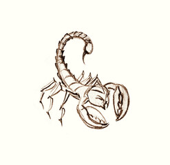 Pencil drawing. Dangerous little scorpion