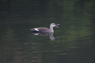 水面に浮かんで鳴いているカルガモ