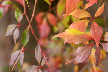 Beautiful autumn tones on the leaves of the bushes. Defocused background