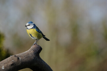 Pimpelmees || Blue tit .
