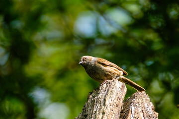 Heggenmus - Hedge Sparrow