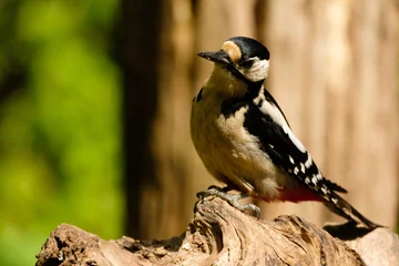 Tuinposter Grote bonte specht - Great spotted woodpecker © Holland-PhotostockNL