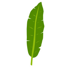 Banana Leaf Vector Illustration 