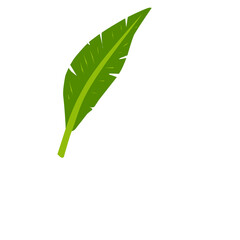 Fototapeta premium Banana Leaf Vector Illustration 