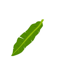 Banana Leaf Vector Illustration 