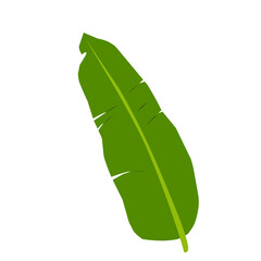 Banana Leaf Vector Illustration 