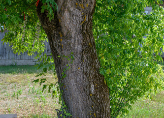 Stare grube drzewo rosnące przed wiejska chatą  - obrazy, fototapety, plakaty