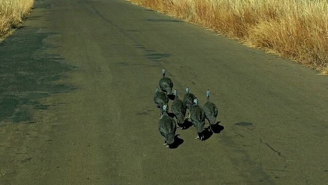 clip- 104 _Seven Guinea Fowl Walking on the Road in Africa going to Town