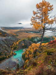 Stone hillside with larches trees in morning in thick low clouds. Mountainside with firs and autumn flora in mist. Fading autumn colors. Argut river.