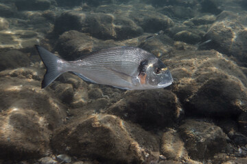 Gilthead seabream (Sparus aurata) in Mediterranean Sea