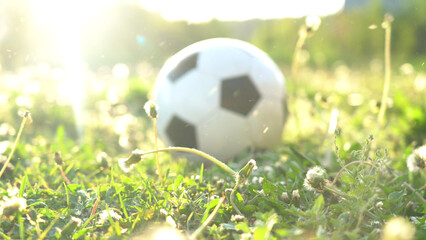 A lost soccer ball among the tall grass