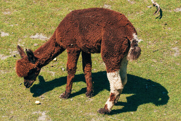 Brown alpaca feeding on grass in the zoo