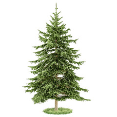Green fir tree isolated on white