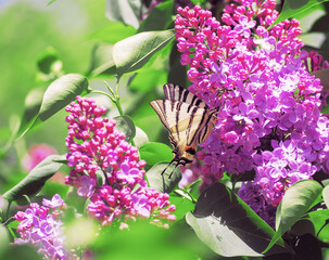 Butterfly machaon at the purple lilac