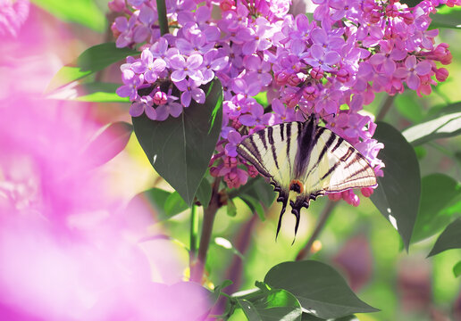 Butterfly machaon at the purple lilac