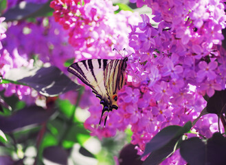 Butterfly machaon at the purple lilac
