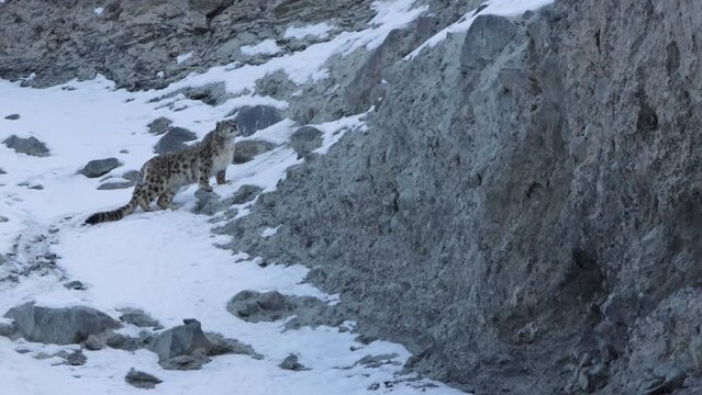 Snow Leopard Looking At The Camera Man and up for the hunt 4k