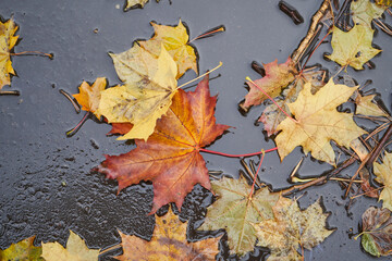 A pile of fallen leaves in a puddle after the rain.