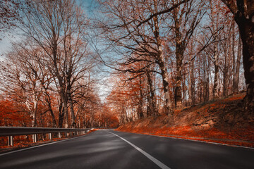 Road through the autumn forest