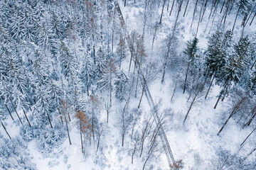 winter forest background