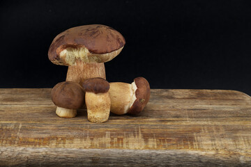 Boletus pinophilus mushrooms over dark background