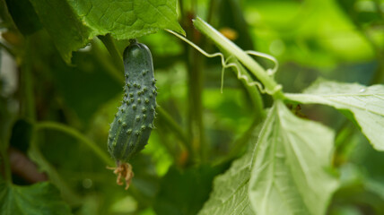 Green cucumbers grown in greenhouse. Farm for growing vegetables.