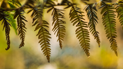 Macro de foug&egrave;res et de bruy&egrave;res sauvages, pendant l'heure dor&eacute;e, dans la for&ecirc;t des Landes de Gascogne.  Les teintes sont automnales