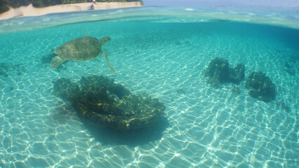 sea turtle swimming in the crystal clear waters on a reef in the Caribbean Sea