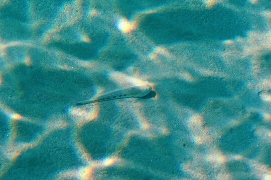 Starry weever (Trachinus radiatus), venomous fish on the sandy seabed. Dangerous marine animal,  underwater photo from snorkeling. Marine life in the ocean. Fish and sand, undersea picture.