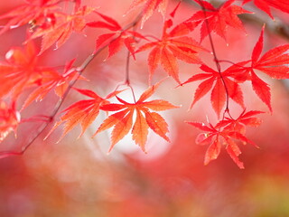 秋の平岡樹芸センターの紅葉風景