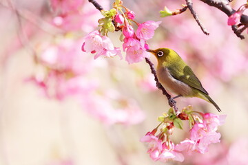 河津桜に来たメジロ