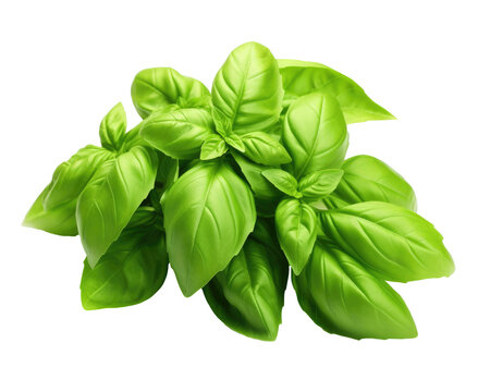 Basil On White - Fresh Aromatic Basil Bunch for Culinary Delight on a Transparent Background, png
