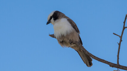 Southern White-crowned Shrike, Namibia