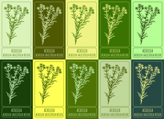Set of drawing of ACHILLEA in various colors. Hand drawn illustration. Latin name ACHILLEA SALICIFOLIA BESSER.