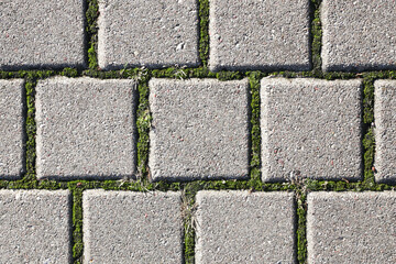 Cobblestone pavement. Square shape bricks. Gray walking path. Paved texture. Street tile background. Green moss in fugue.