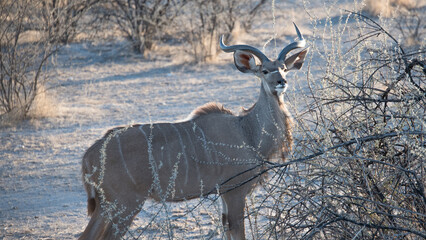 Greater Kudu, Etosha National Park, Namibia