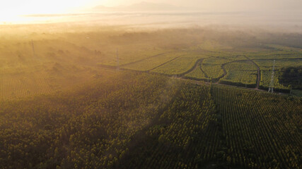 Aerial view of High voltage grid tower with wire cable at tree forest with fog in early morning....