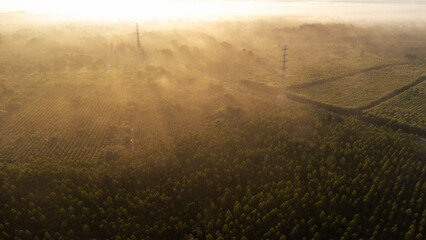 Aerial view of High voltage grid tower with wire cable at tree forest with fog in early morning....