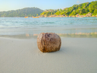 brown coconut on the beach bright atmosphere