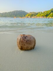  coconut on the beach