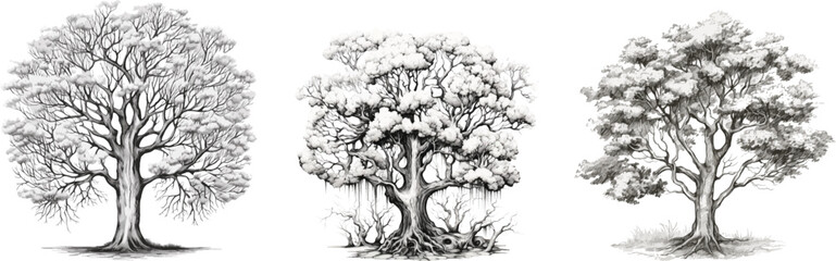 Set of trees in hand drawn style on white background.